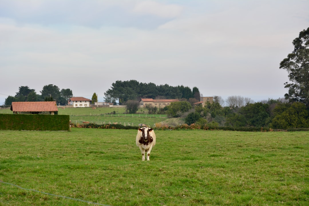 Boerderij en brasserie De Koeienstal in Zevenhuizen: een uitje tussen koeien en natuur