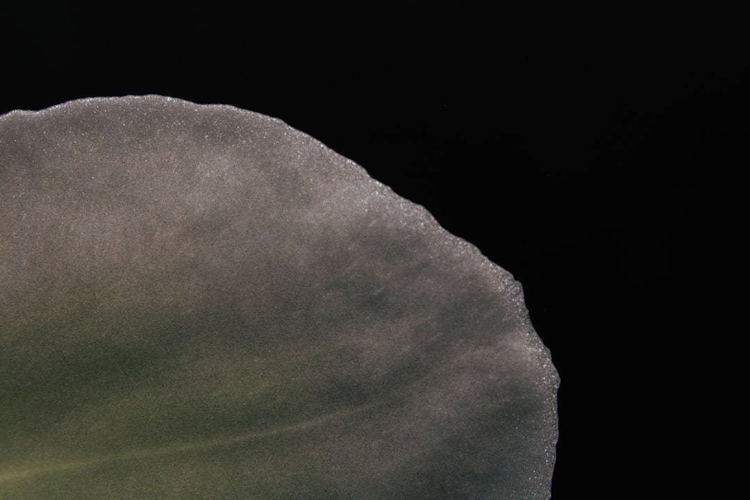 Meersel Dreef, het noordelijkste dorp van België