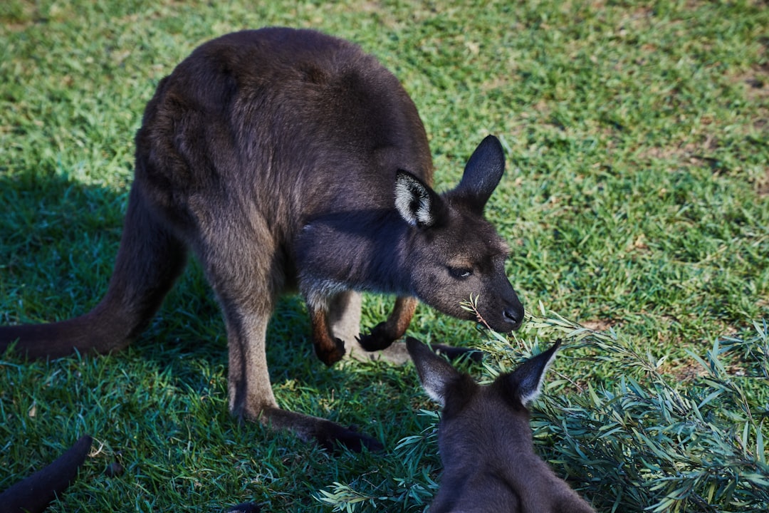 Springplezier voor iedereen bij Crazy Kangaroos trampolineparken