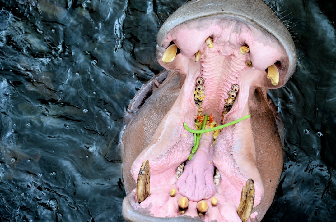 Wat kikkervisjes de hele dag eten: hun favoriete voedsel op een rij
